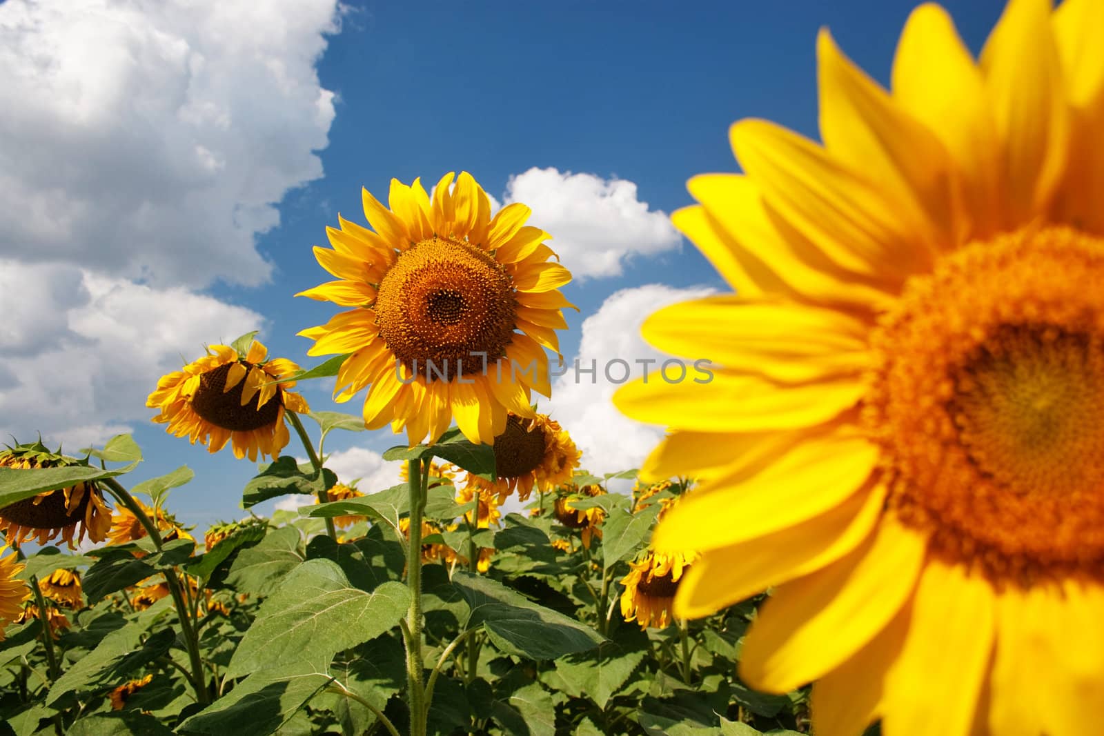 Field of sunflowers under cloudy sky