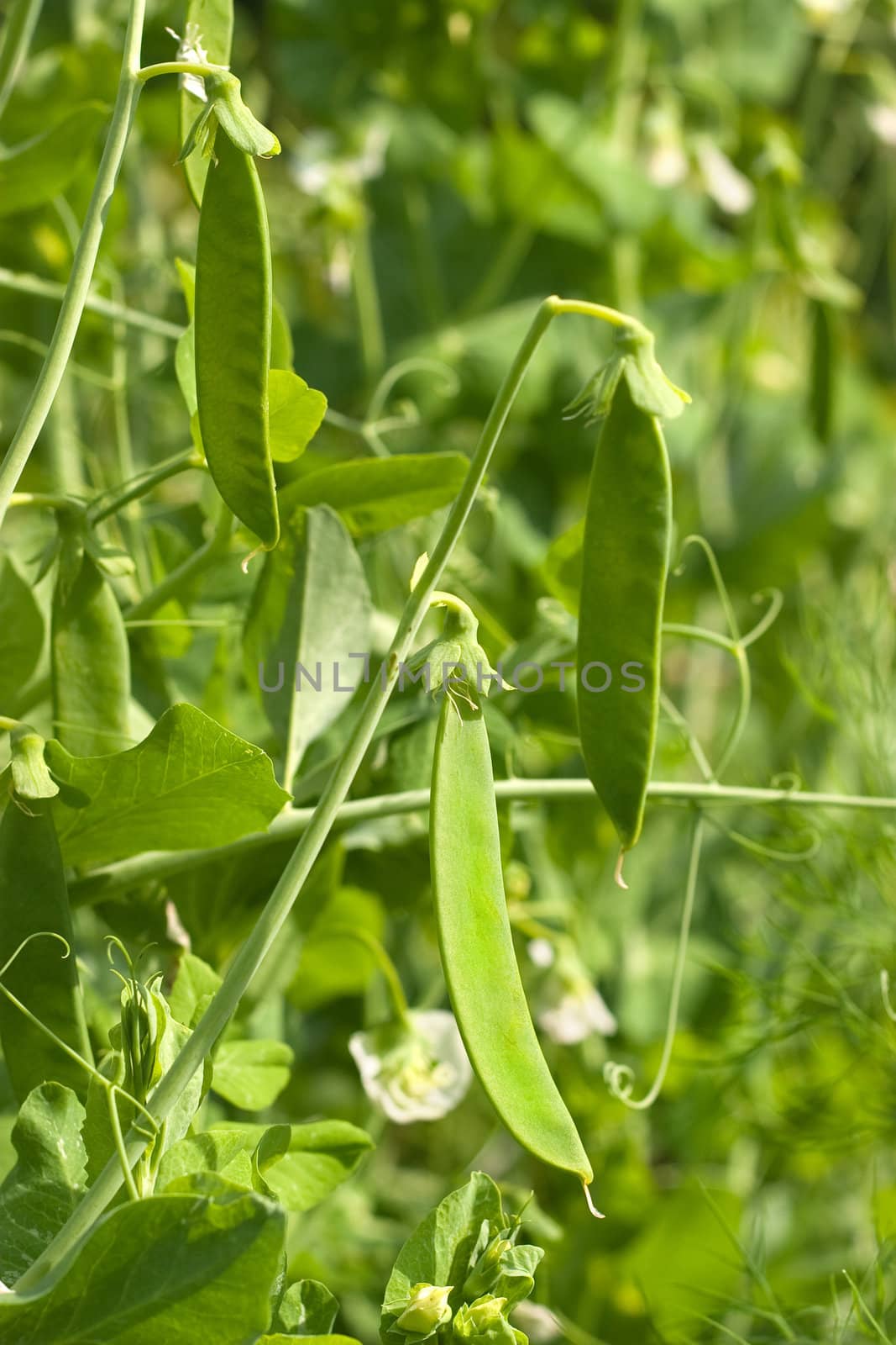 Green pea pods growing in the garden