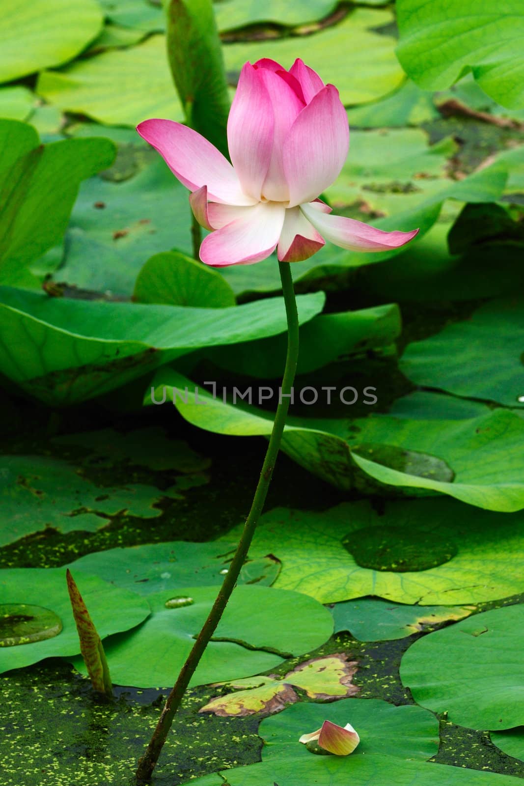 Lotus at full bloom