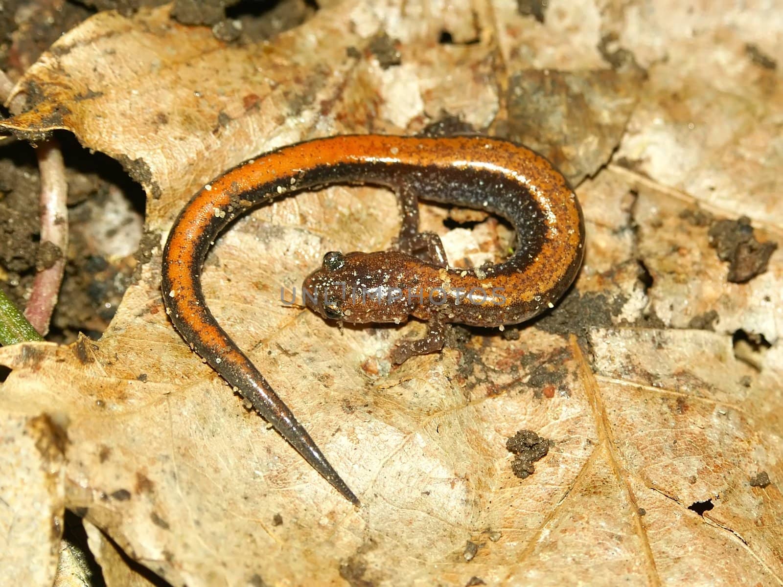 A Redback Salamander (Plethodon cinereus) at Kickapoo State Park in Illinois.