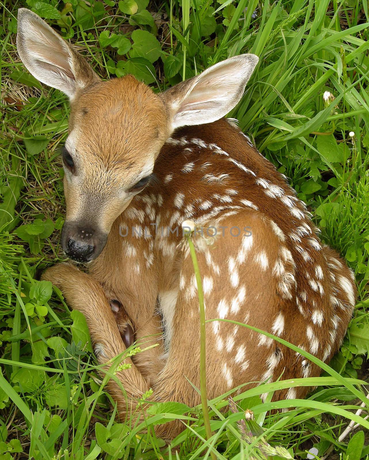 Newborn Whitetail deer fawn curled up in the grass.