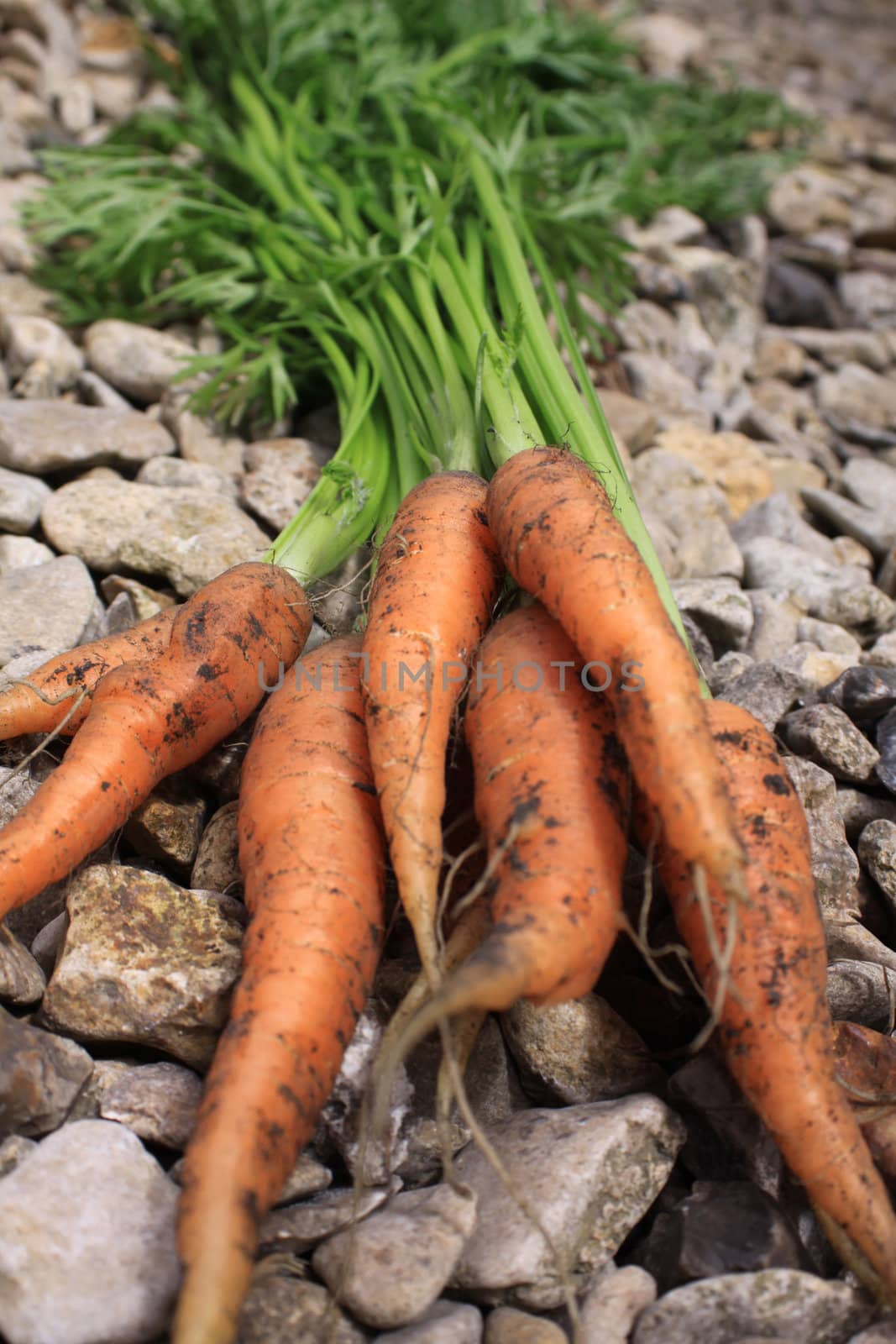 A bunch of freshly picked organically grown carrots viewed from a low angle set on top of some small stones on a gravel path.