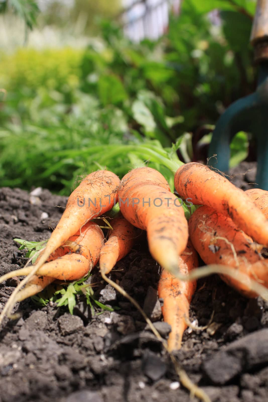 Freshly picked organically grown carrots lying in the soil of an urban vegetable garden.