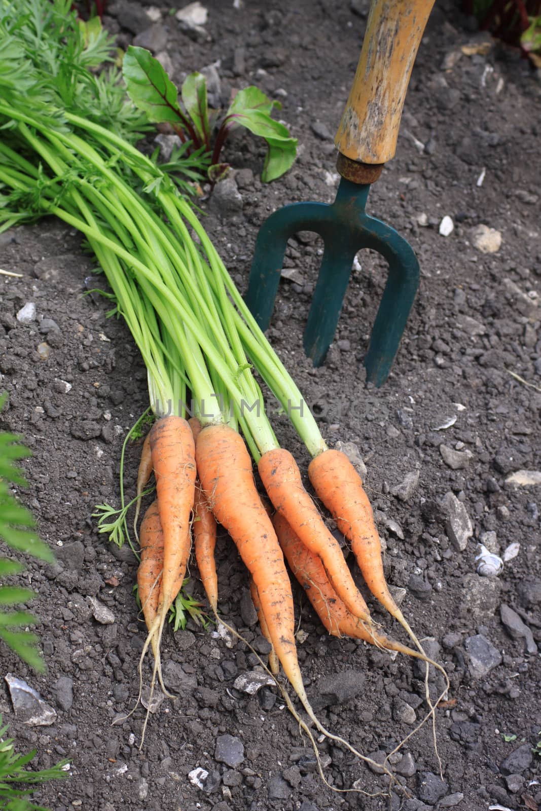 A bunch of freshly picked organically grown carrots lying on top of the soil next to a small garden fork.
