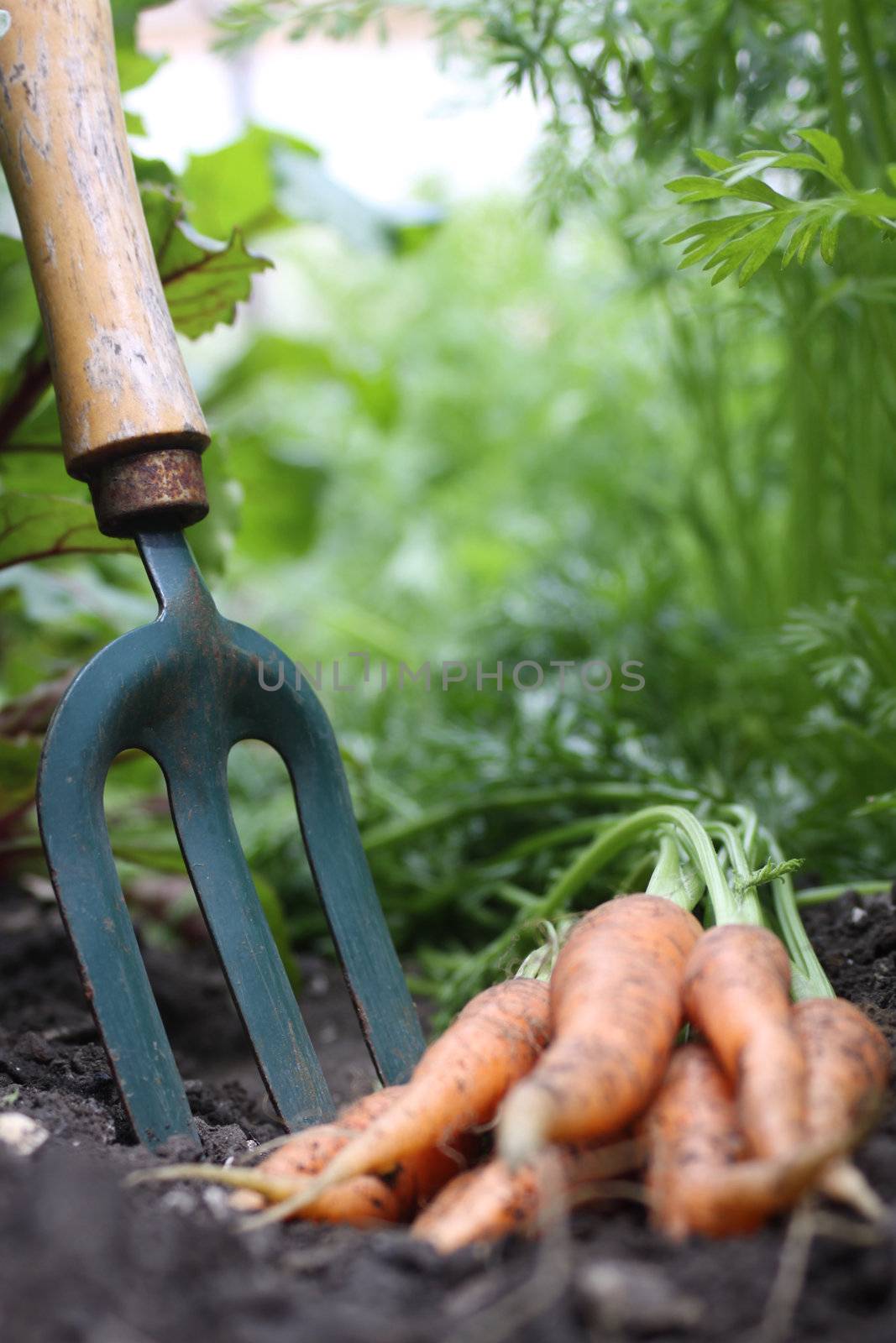 A Low angled view of a bunch of freshly picked organically grown carrots lying in the soil next to a small hand held garden fork.