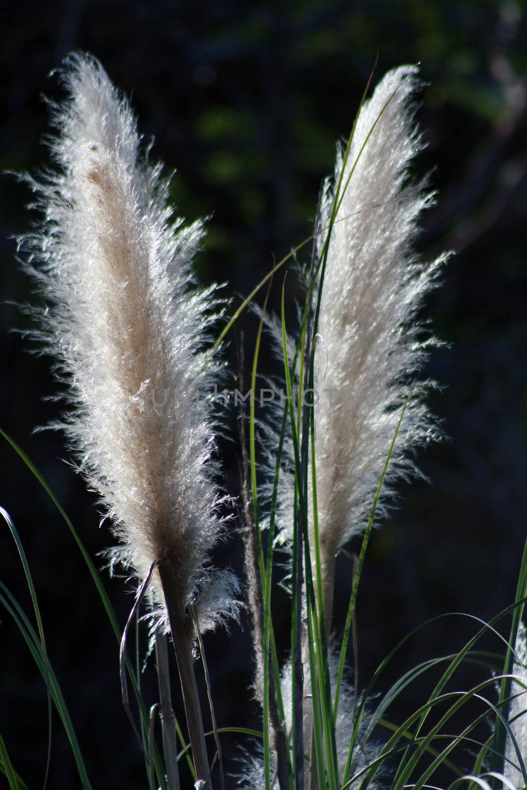 Pampas Grass Plumes by the American River