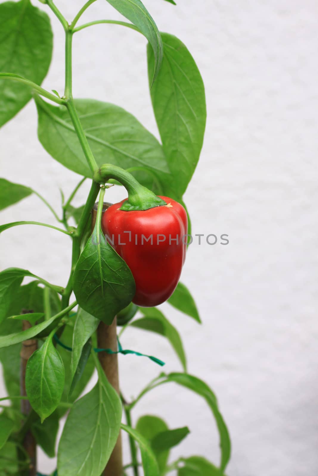A Ripe and ready organically grown red pepper. Set against a neutral background in a portrait format. Pepper still on its plant with green leaves.