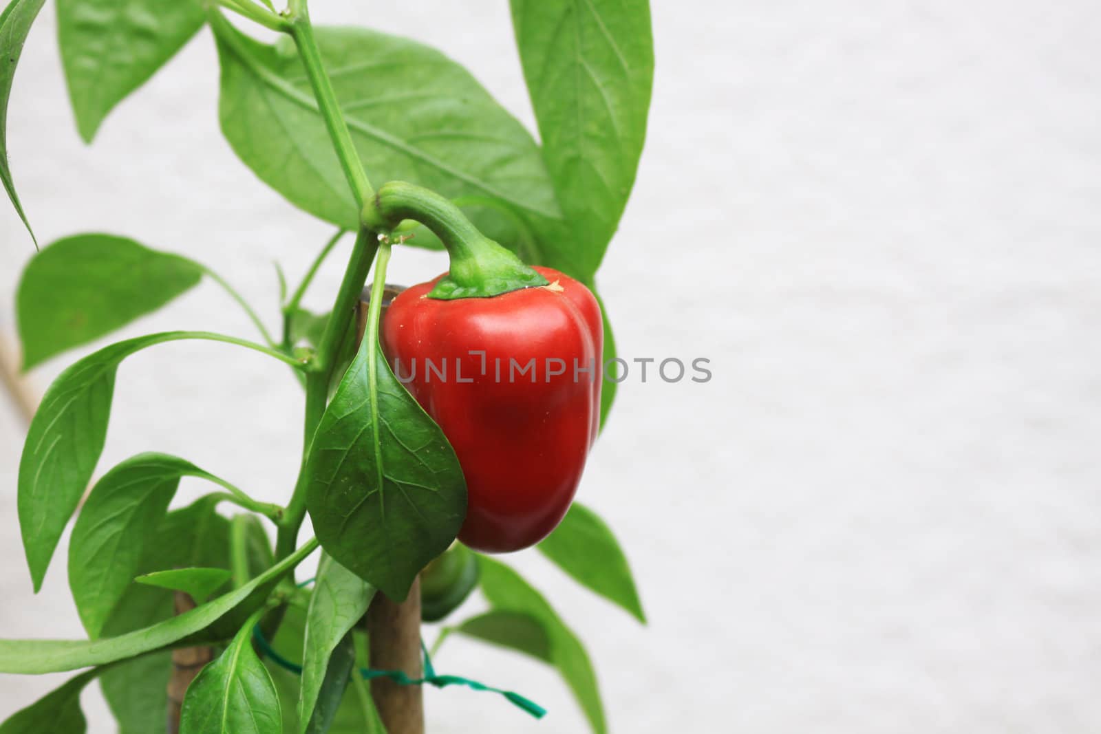 A Ripe and ready organically grown red pepper. Set against a neutral background in a lanscdscape format. Pepper still on its plant with green leaves. Supported by bamboo poles.