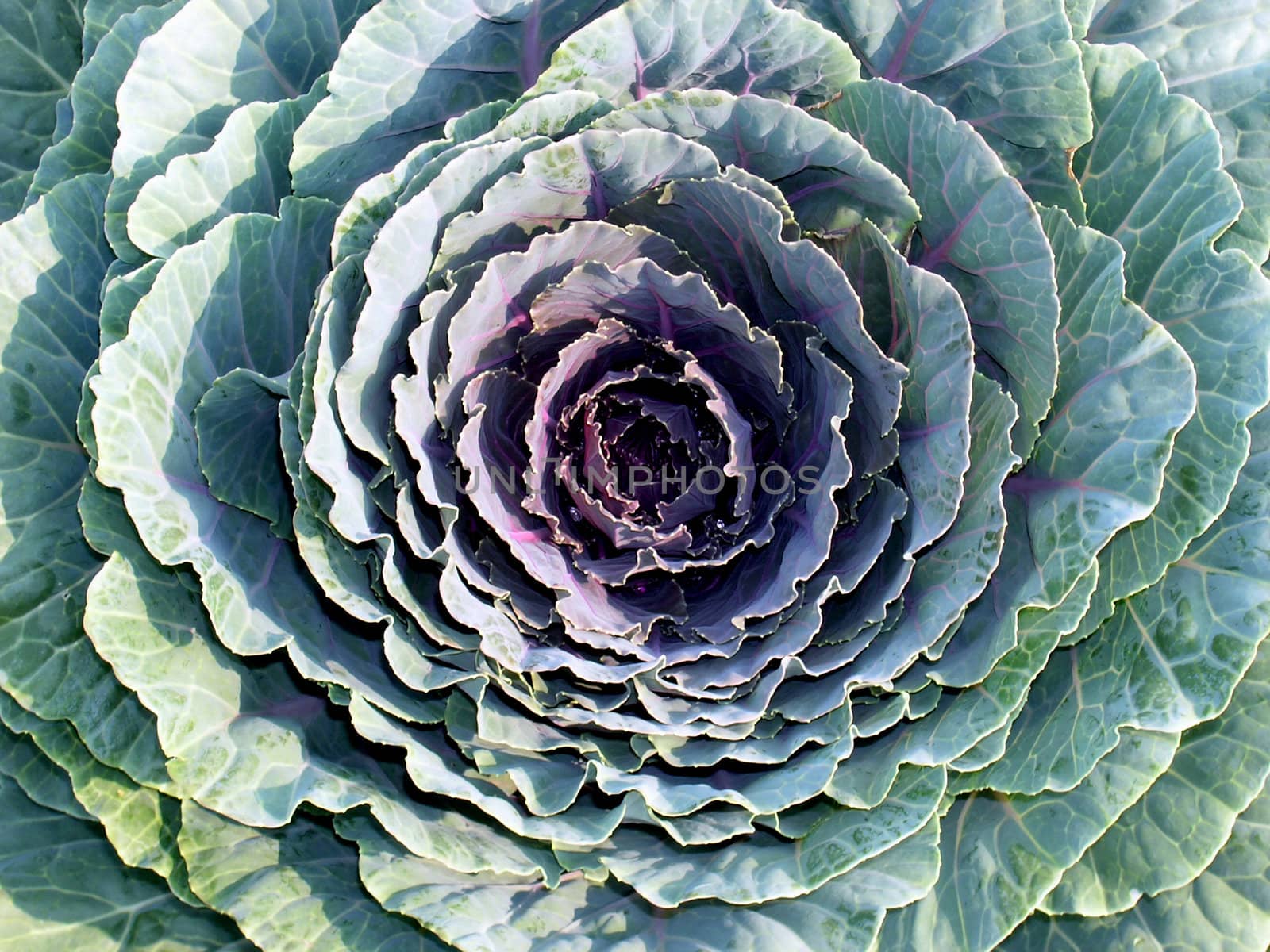 The head of red cabbage planted in landscape arrangement as flower. 