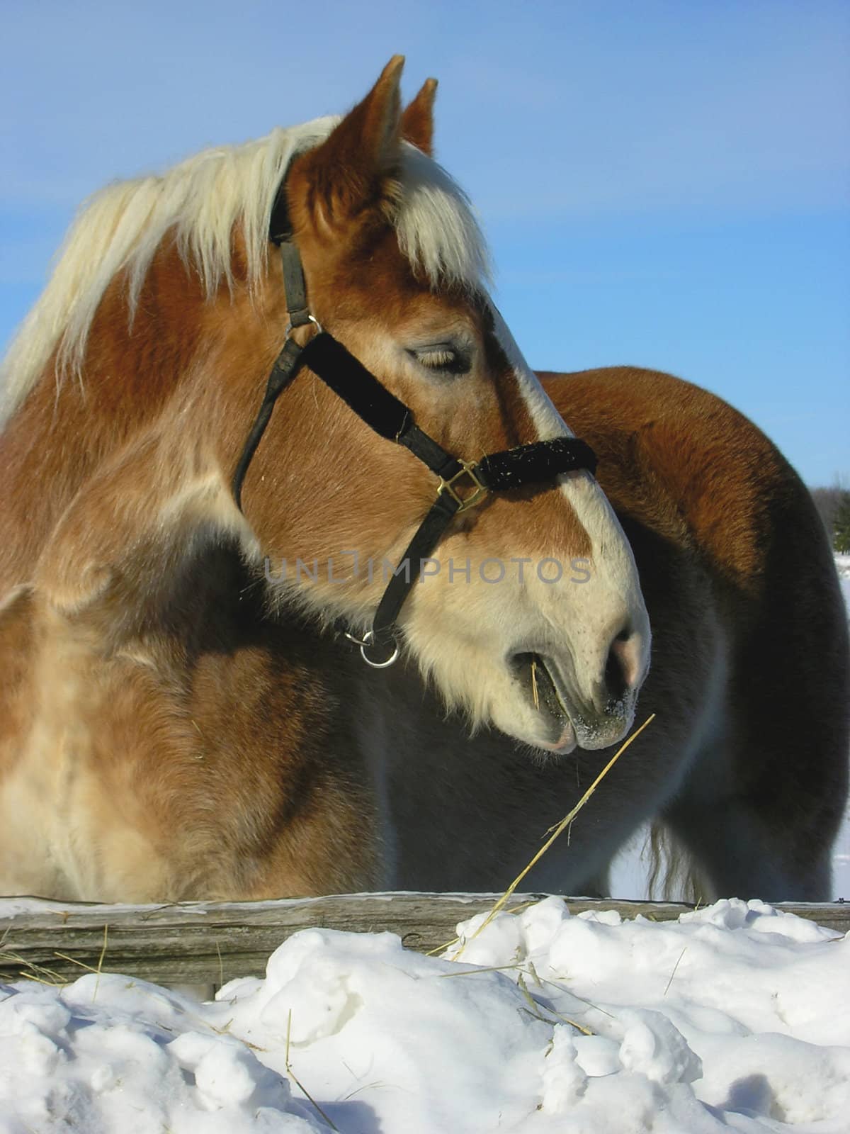 A portrait of the horse head in the farm during winter time. 