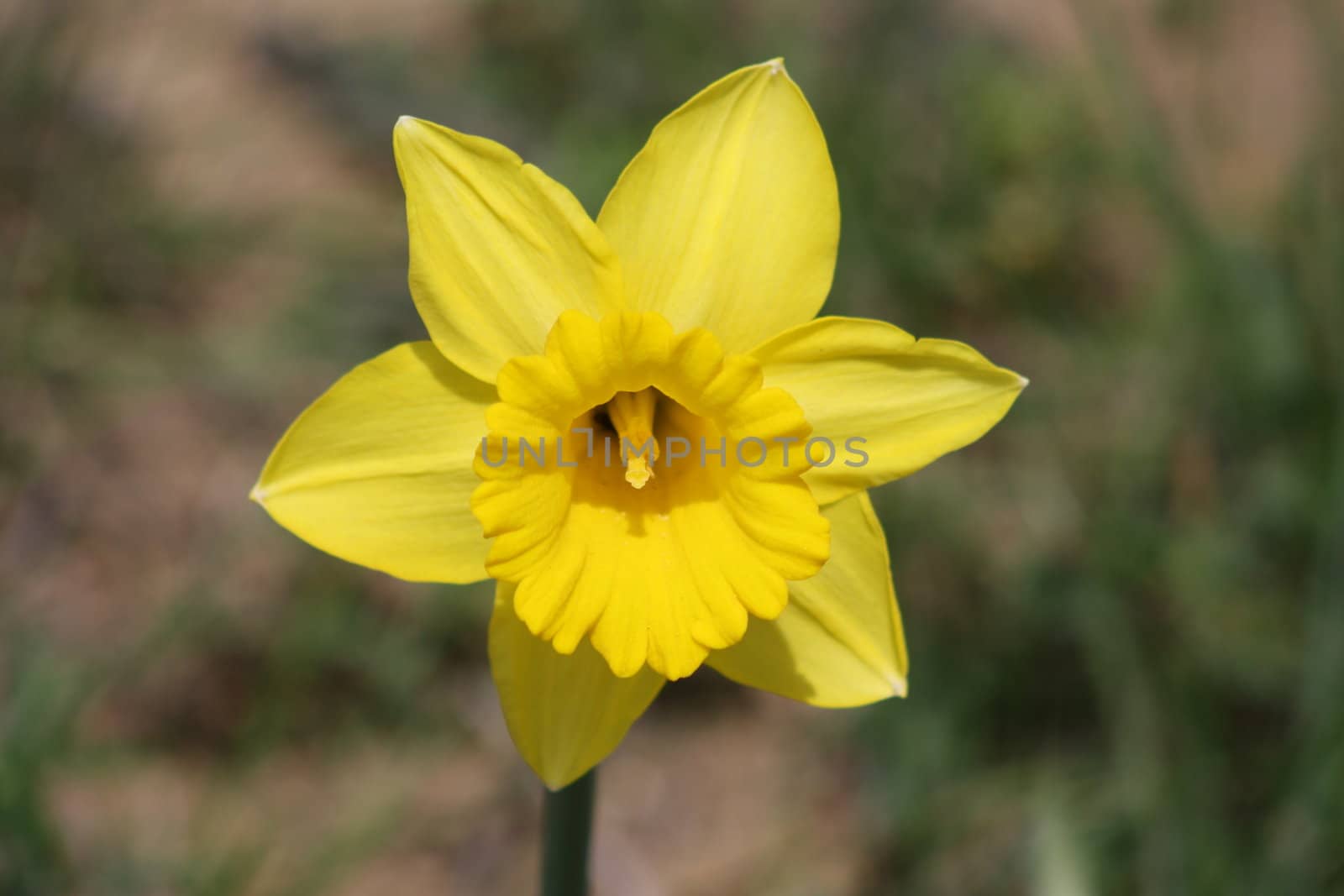 Yellow Daffodil by mcolleen