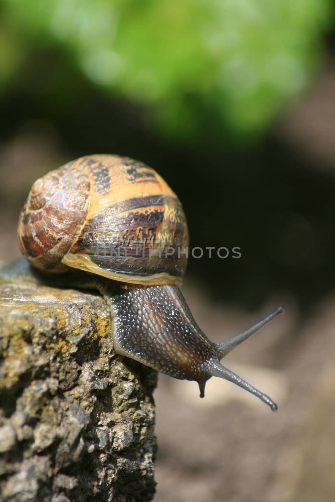 A common garden snail traversing the edge of a concrete paving stone. Close up detail.