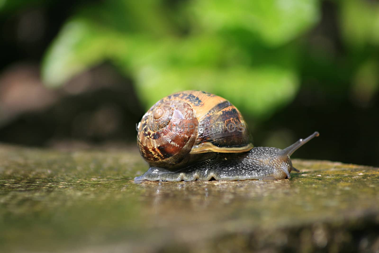 A common garden snail making its way towards the edge of a concrete paving stone. Close up detail