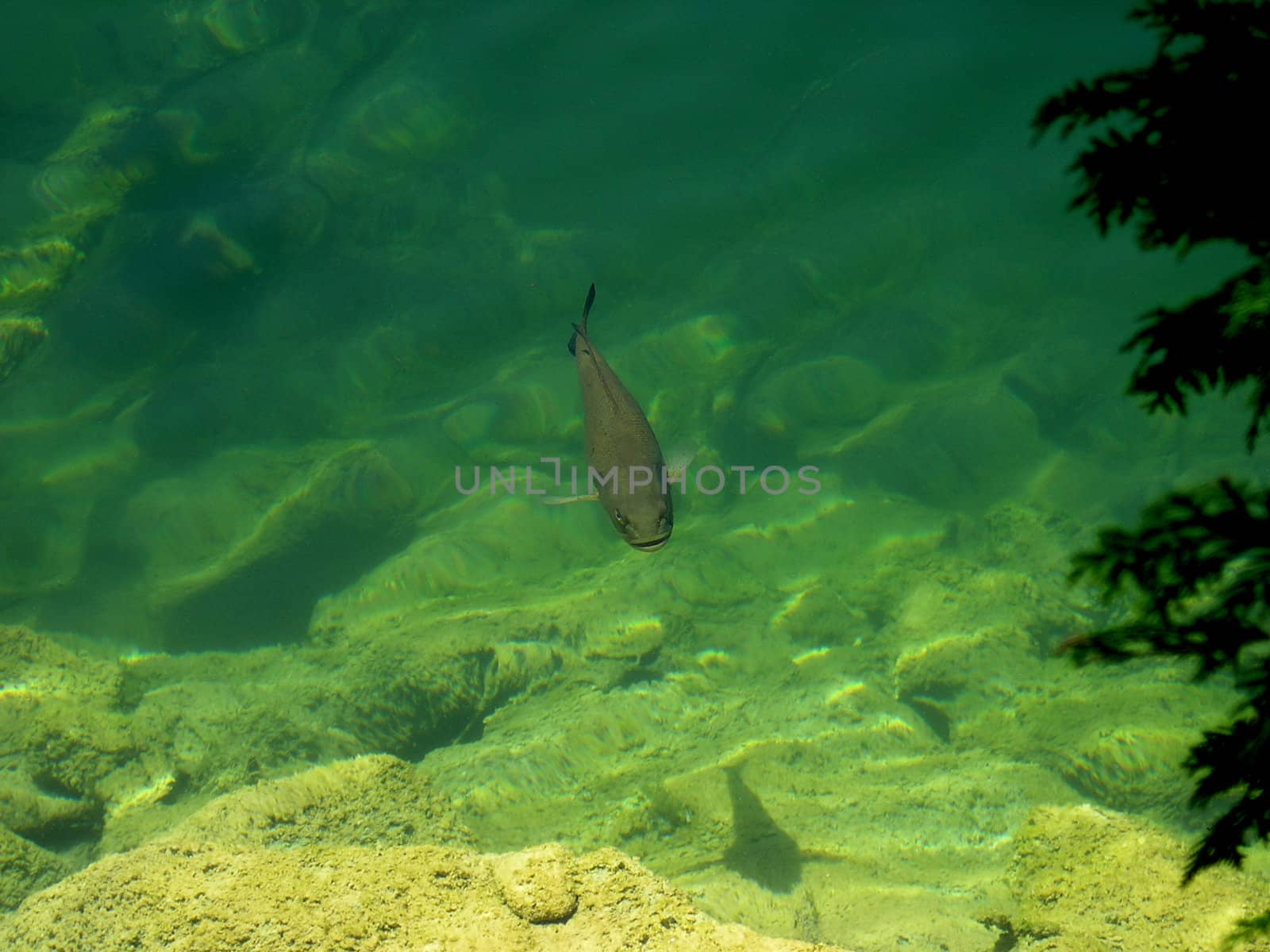 Summer day the fish is on the surface of the water. 