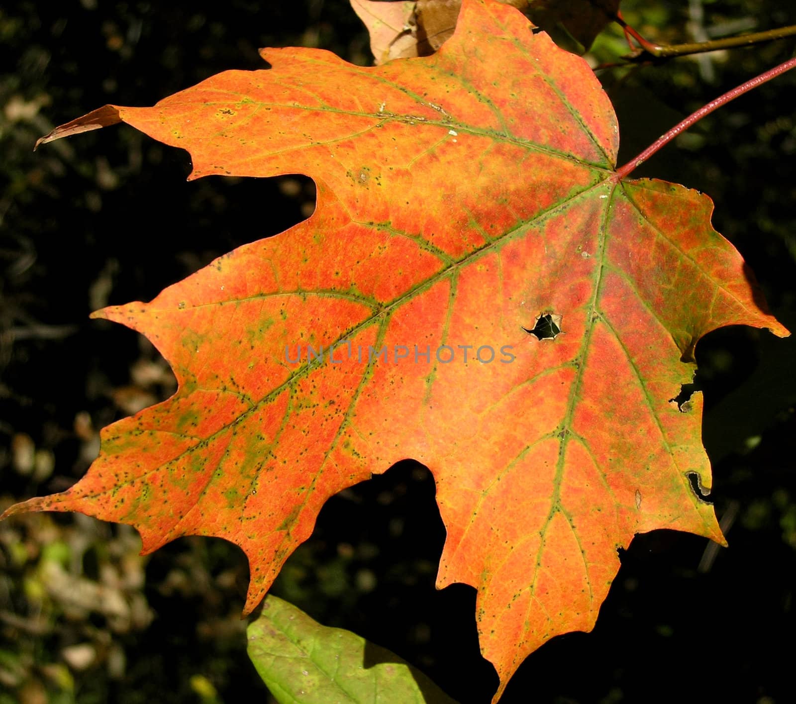 Colours around us. Maple leaf in the fall with obvious damages results of human activities over the Nature.  