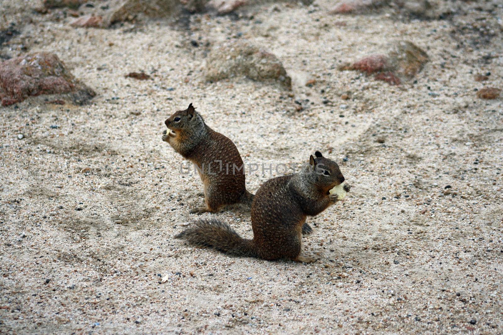 Ground Squirrels by mcolleen