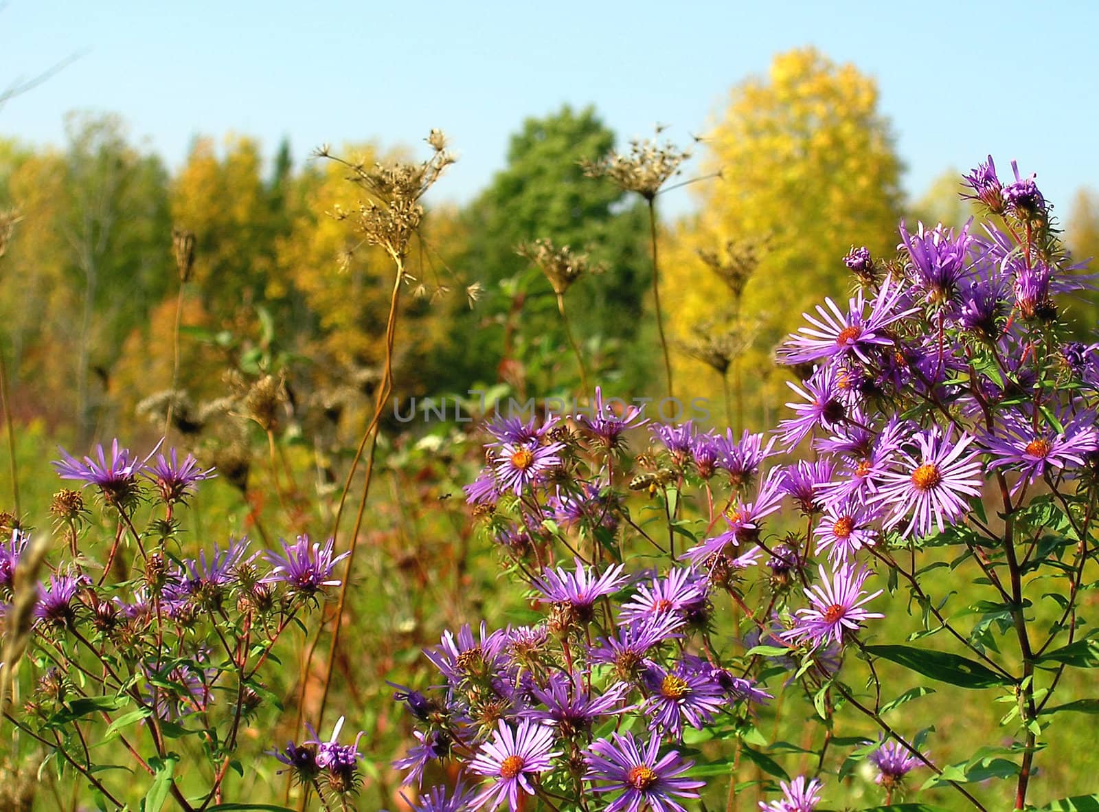 A field during the fall season with grow up fall thistles.  