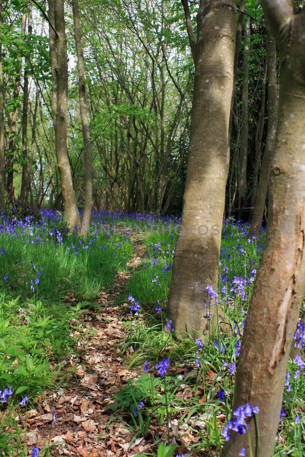 A quiet wooded area in rural Wiltshire, England, with spring BlueBell flowers lining a leaf strewn footpath through the woods.