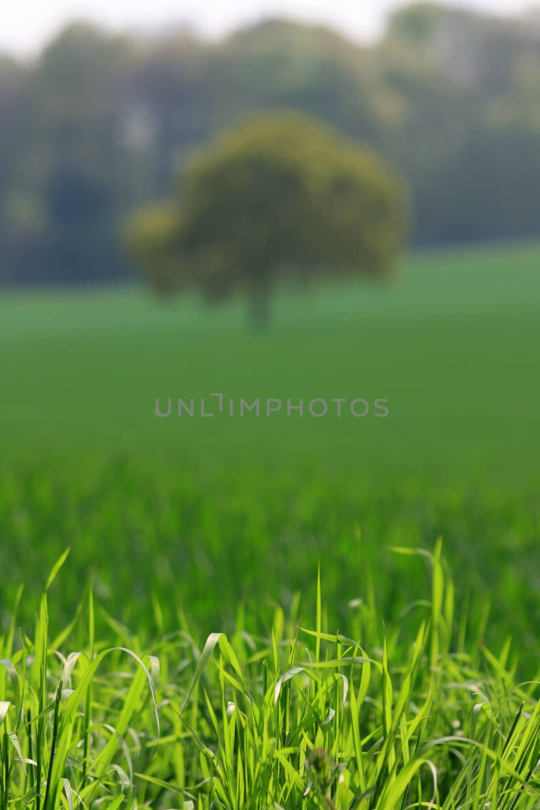 Detail to foreground of crisp fresh green grass in a rural field with soft focus corn field and isolated tree. Location in rural Wiltshire, England.