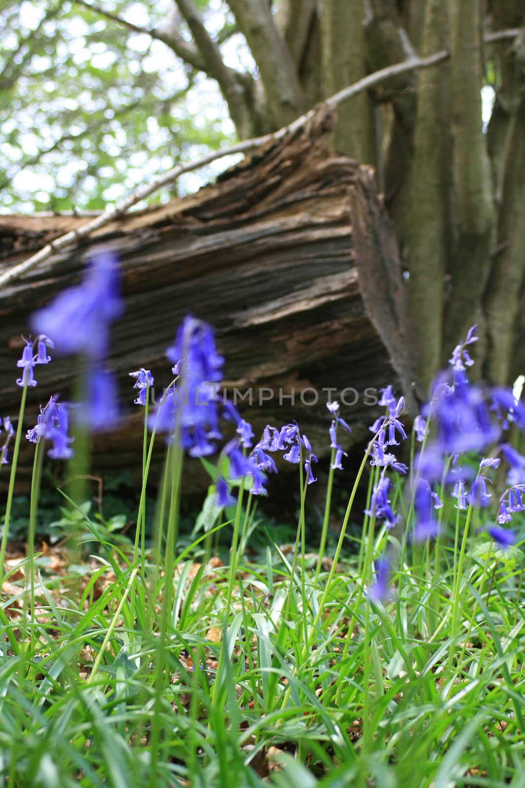 A low angled image of Spring Bluebells in a wooded area with the stump of a fallen tree visible in the background.