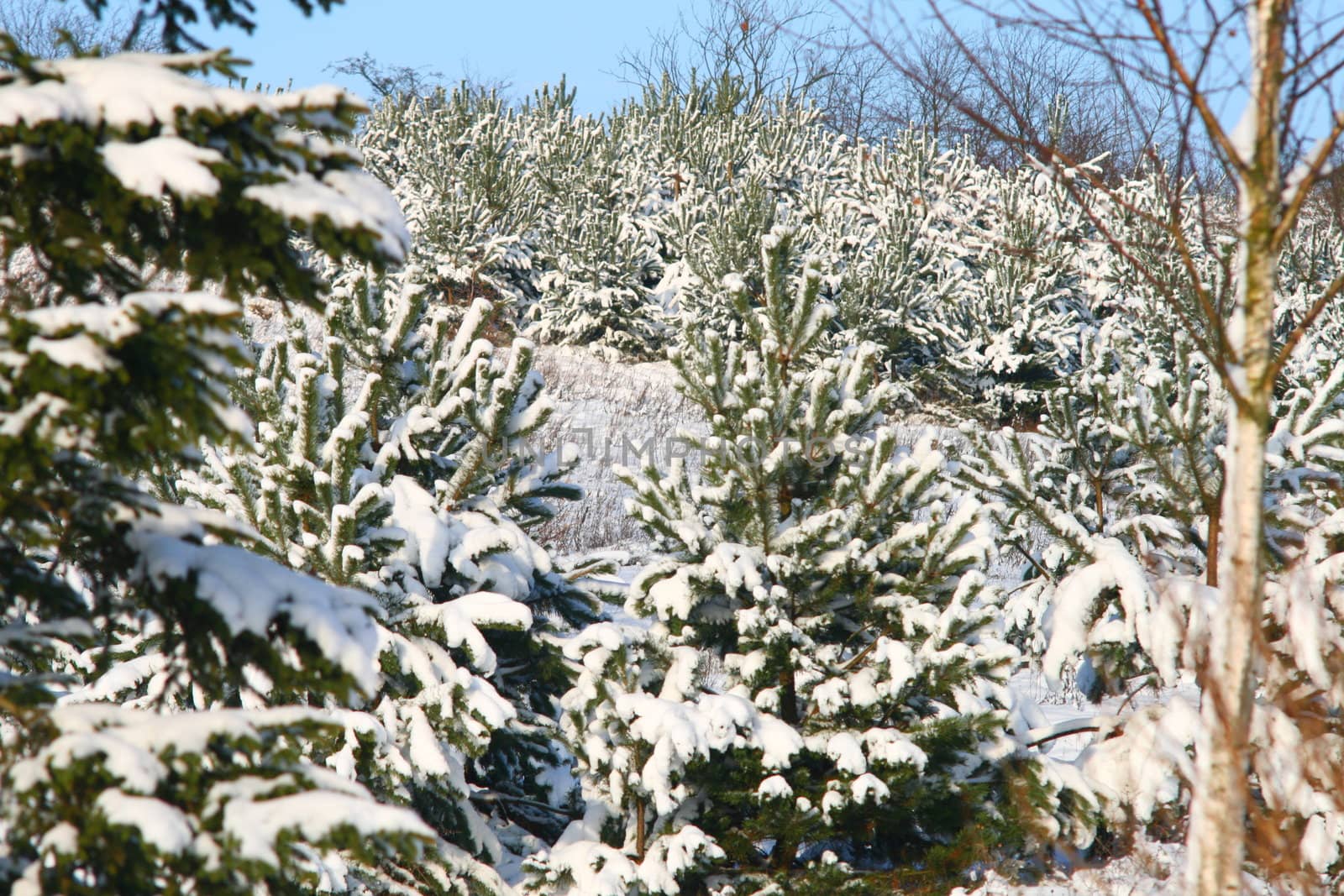 Pines covered by the snow
