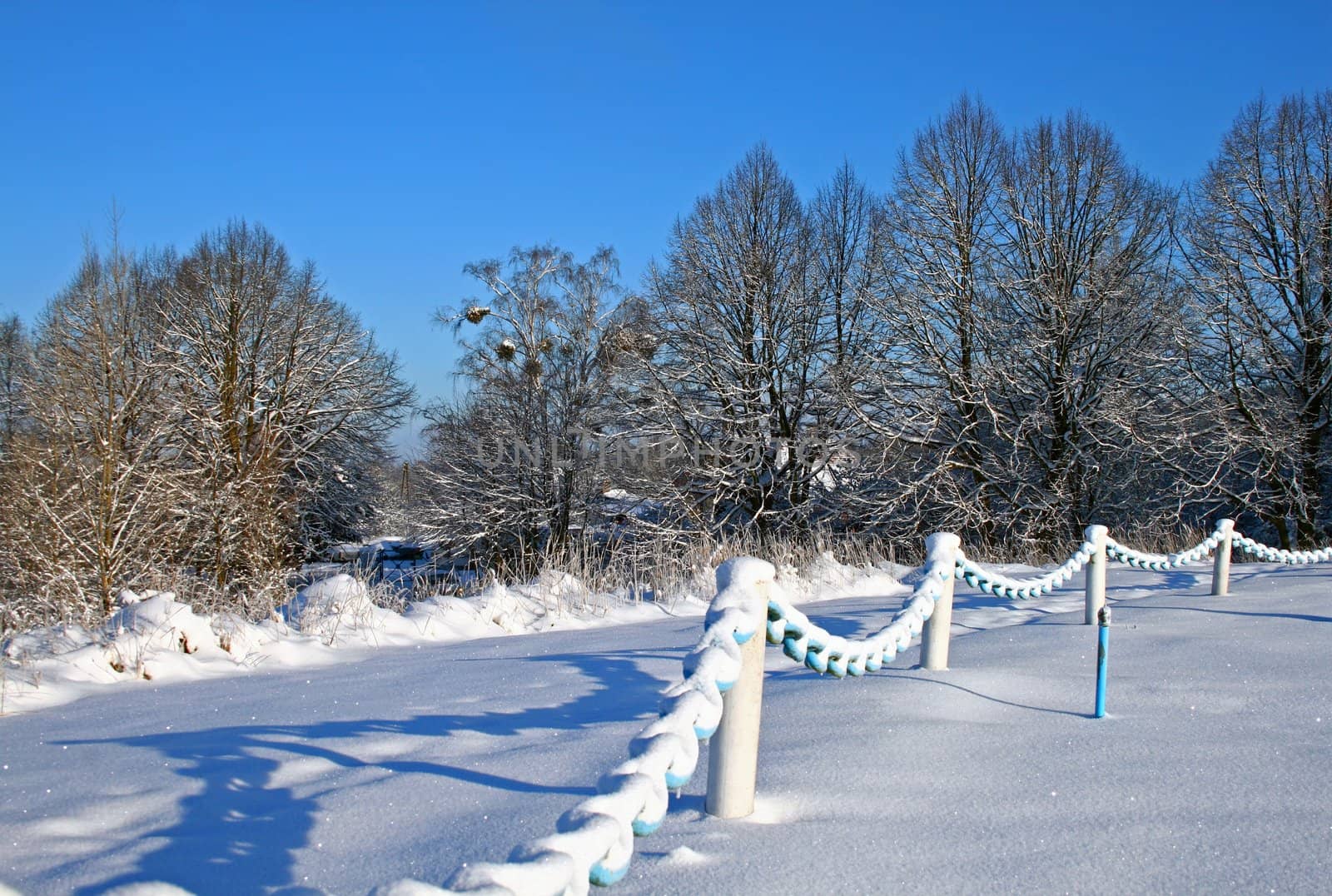 Great winter day with snow-covered trees and fence