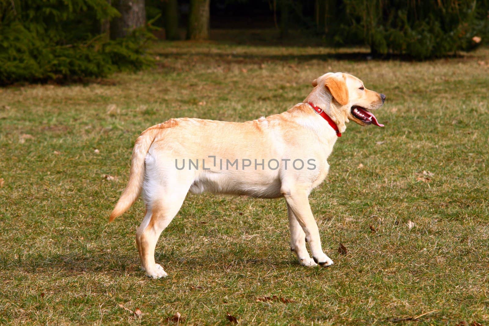 Potrait of a golden retriever