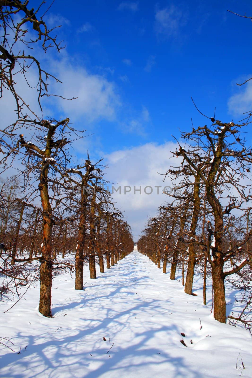 Winter at the farmfield