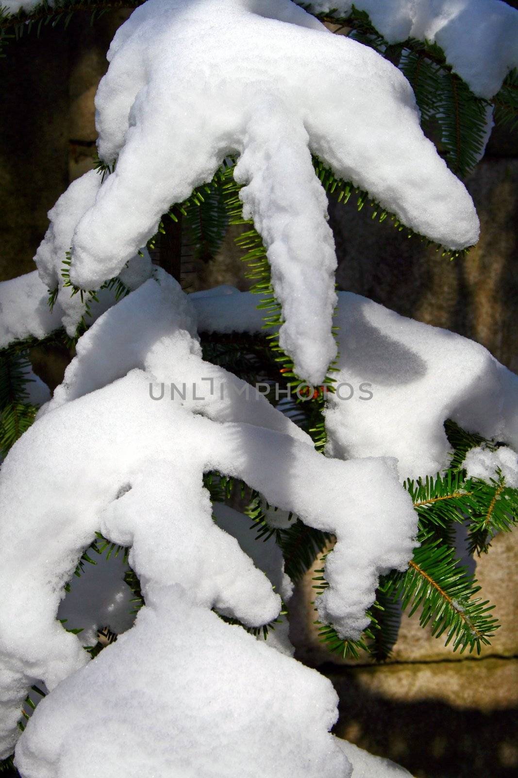 Pine tree branches covered with snow