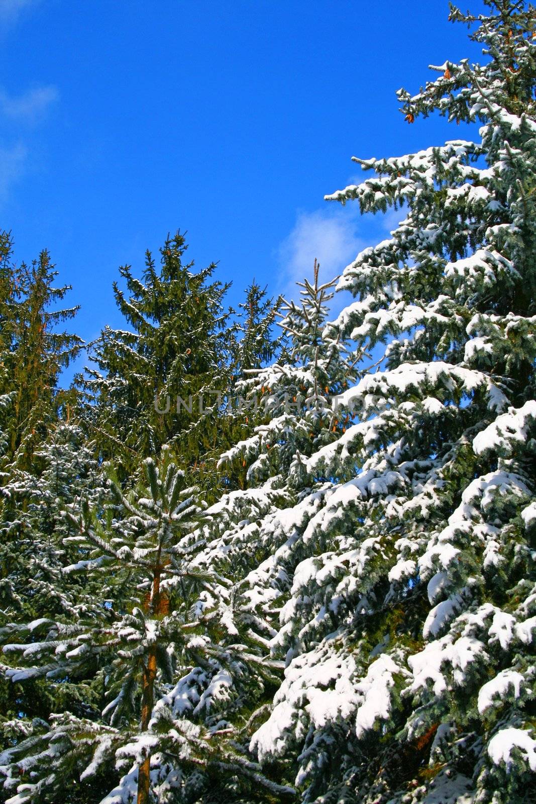 Pine tree branches covered with snow