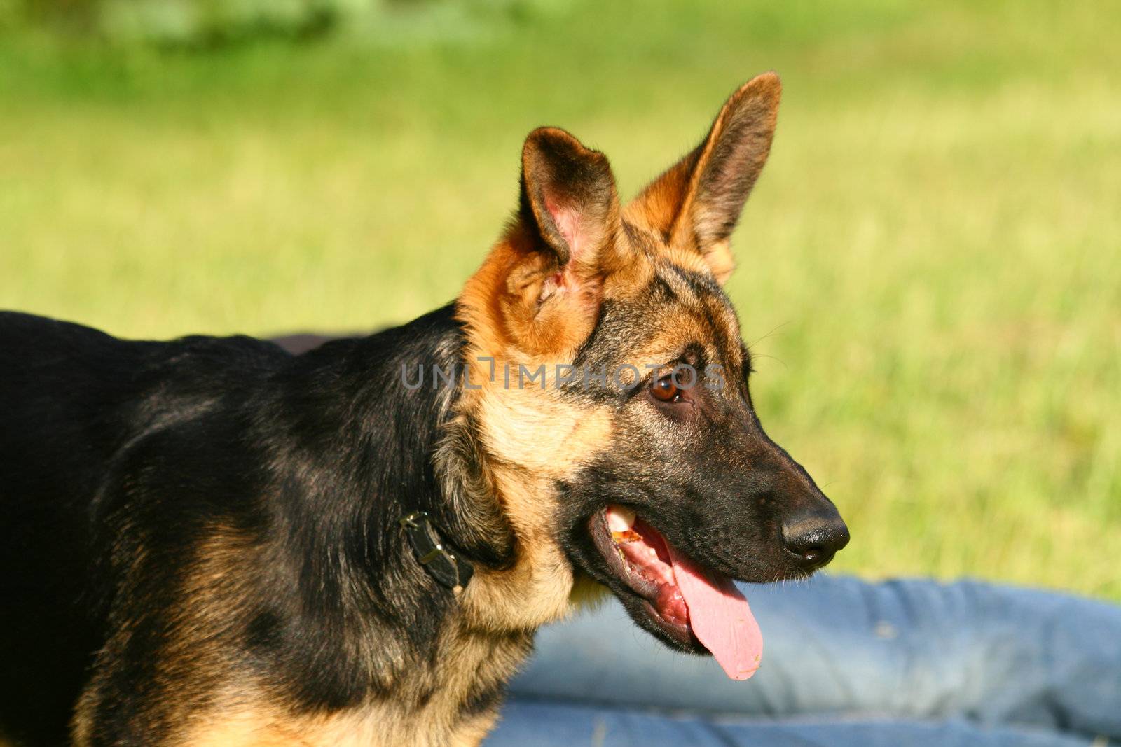 Portrait of a german shepherd puppy