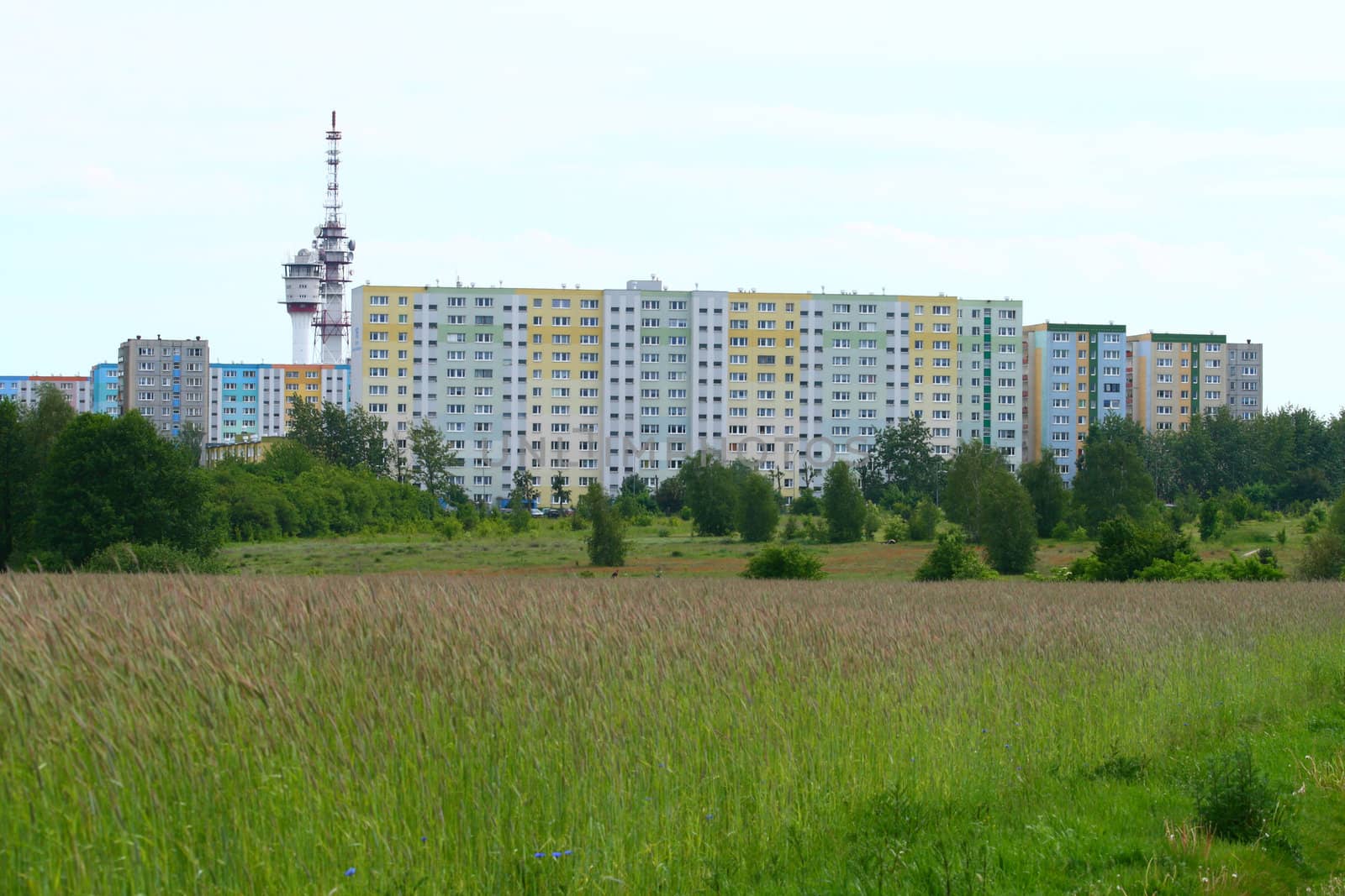 Wheat field with flat blocks in background