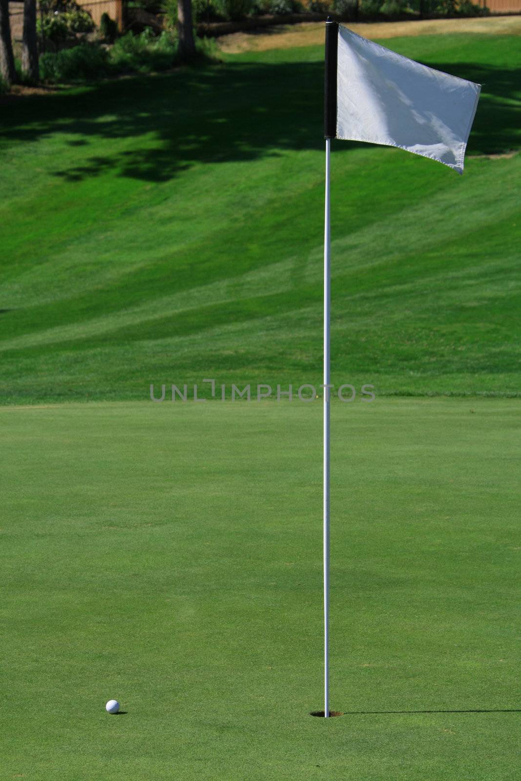 A golf green with a ball closing on the hole