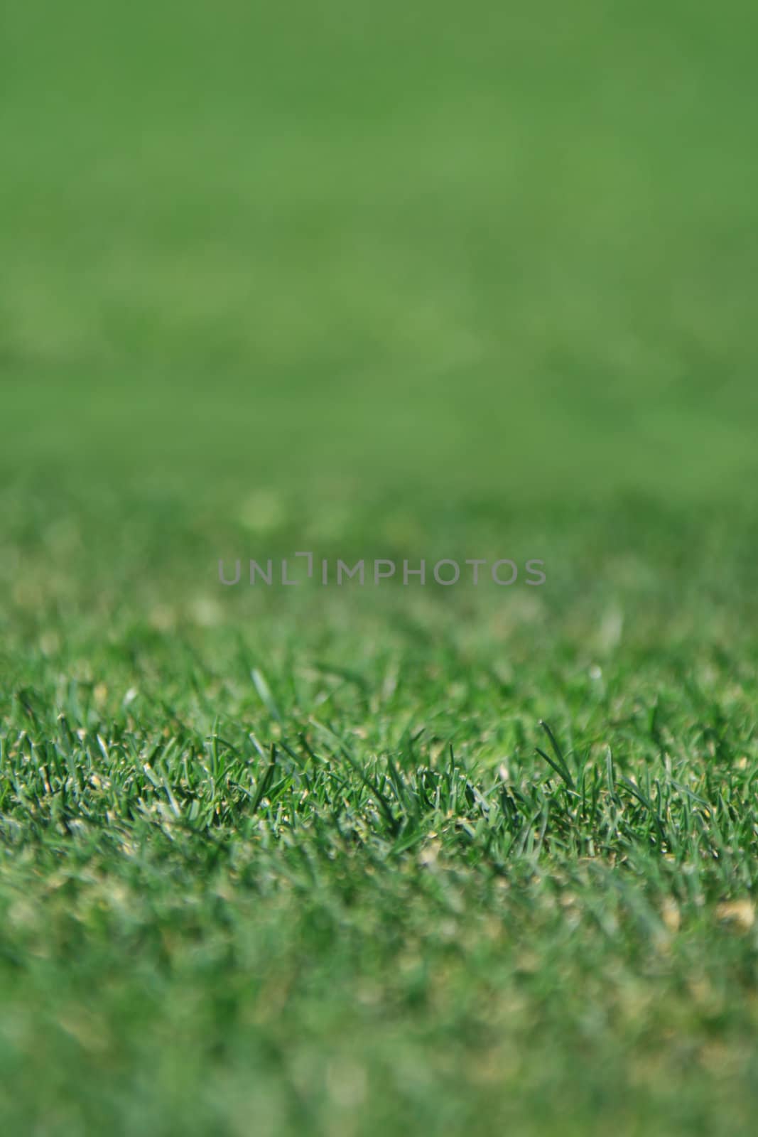 Green grass, focus on the bottom of portrait.