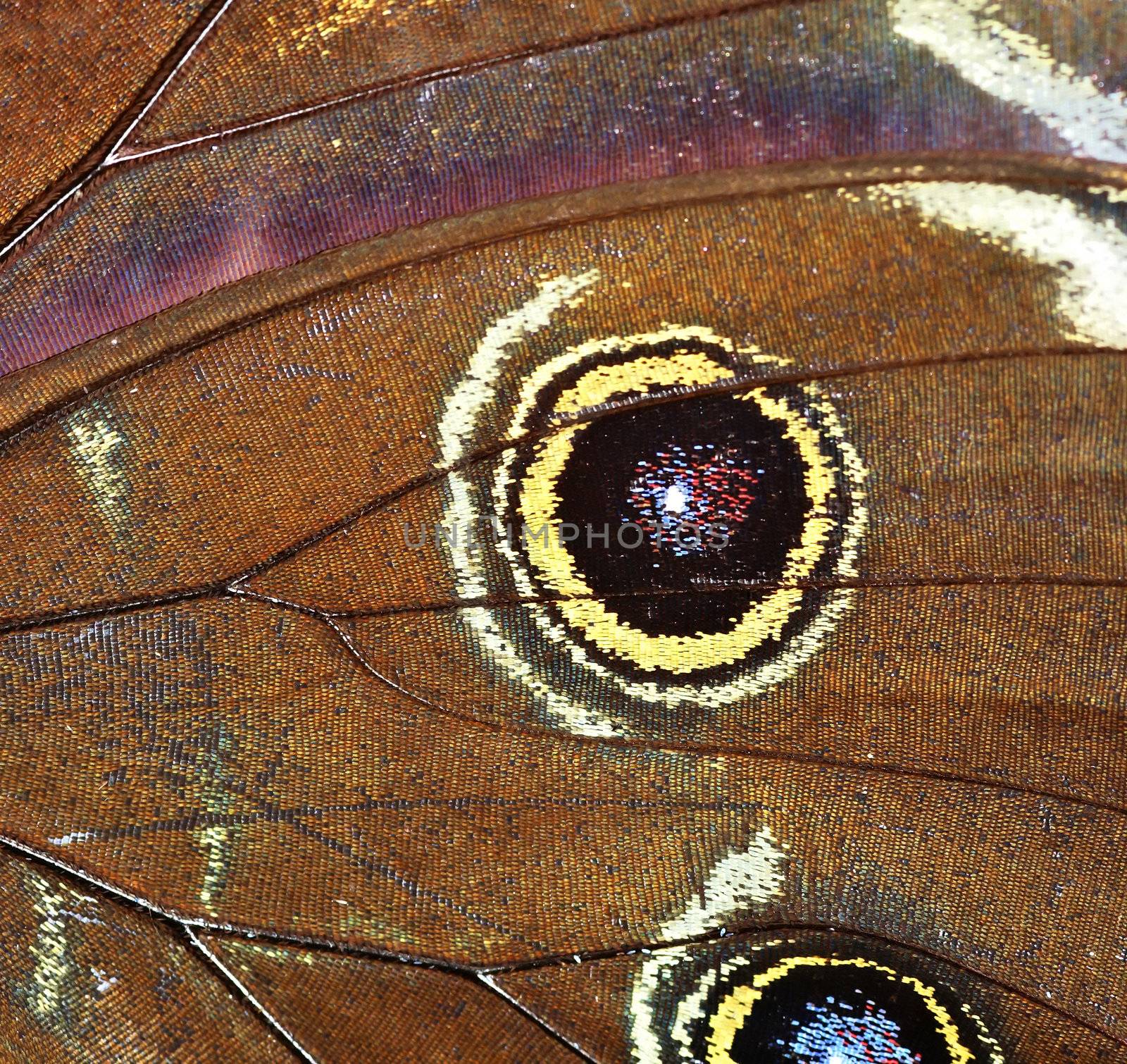 Morpho peleides - Blue Morpho Butterfly - Detail of butterfly wings