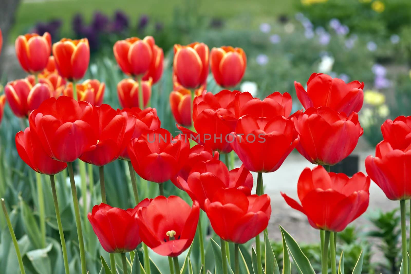 Abstract image of the bed of tulips