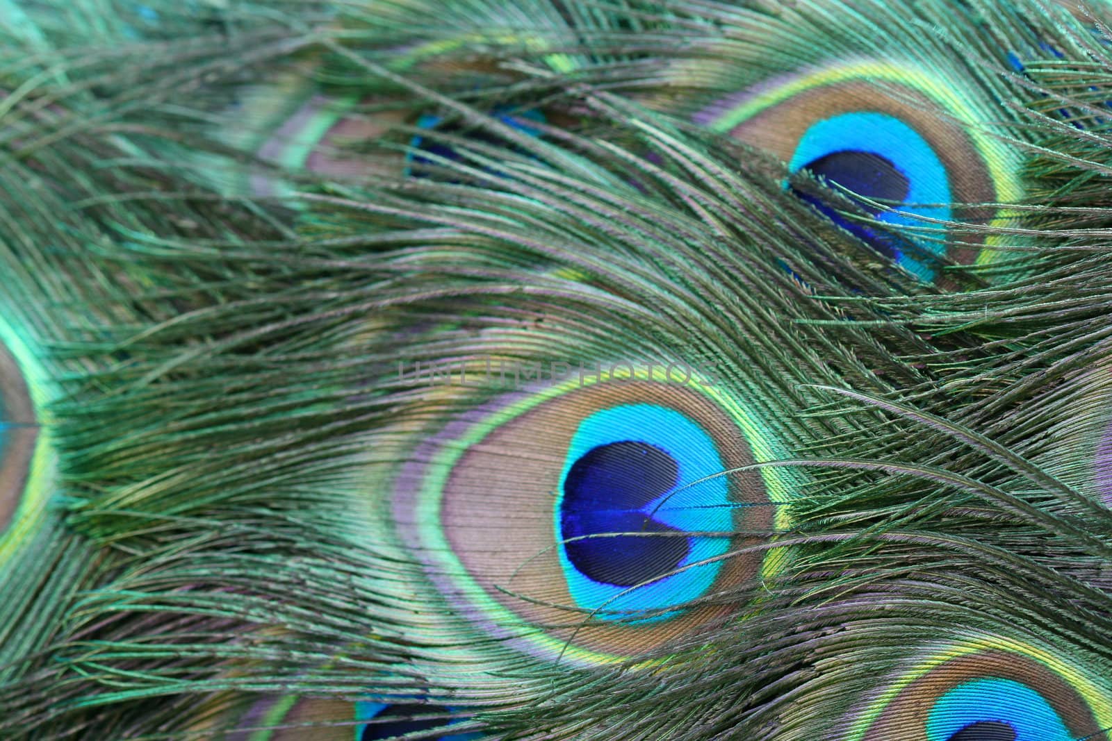 Brightly coloured feathers in the tail of a peacock