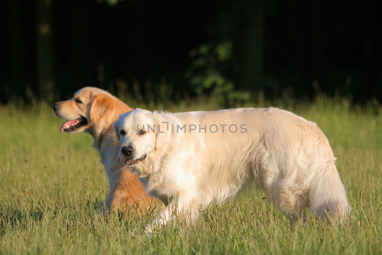 Couple of Golden Retrievers enjoying the evening outside activity
