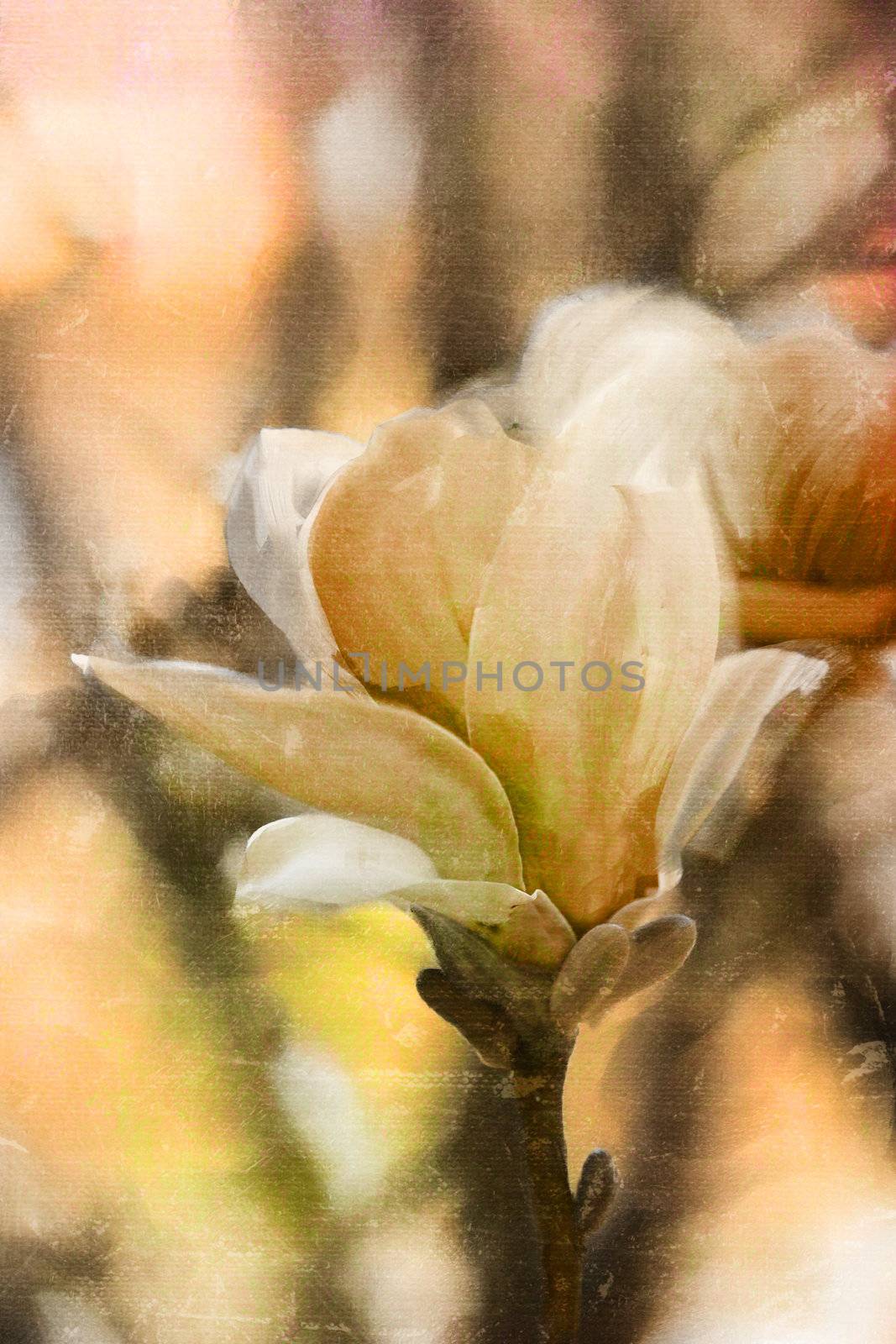 Japanese Magnolia tree blossoms with extreme shallow DOF.
