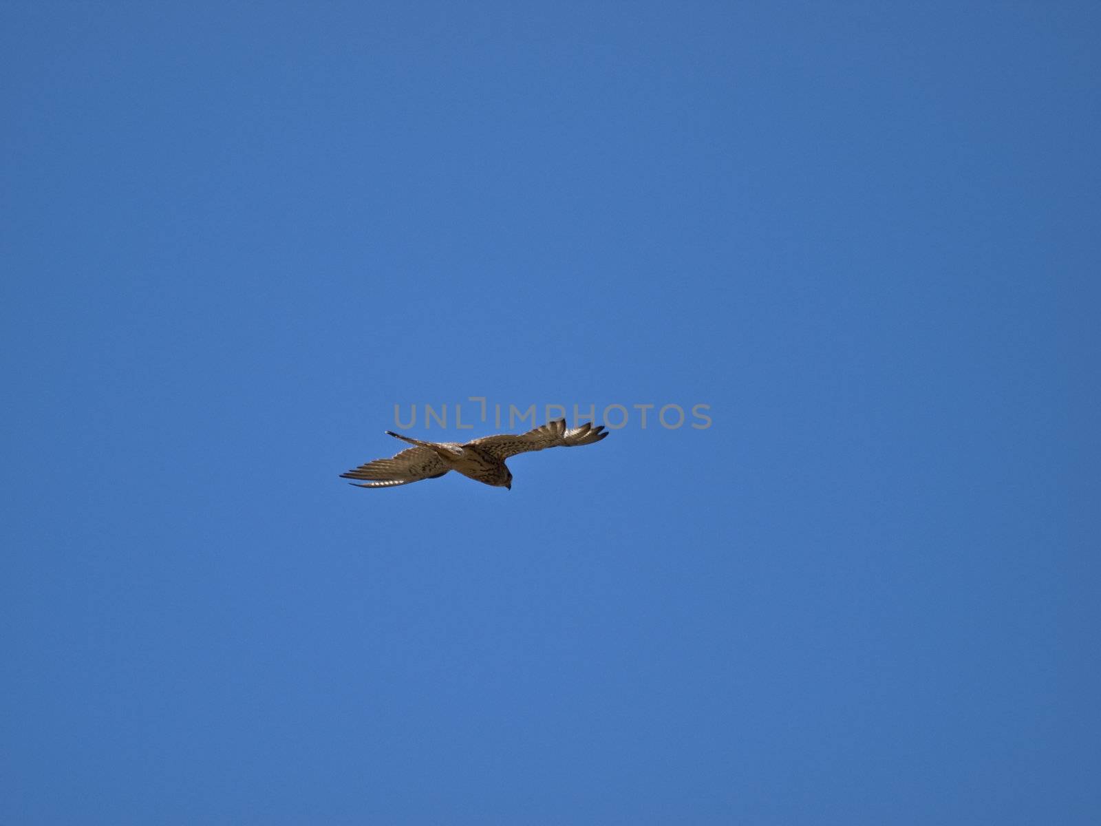 Lesser or Common Kestrel hovering in the sky in search of prey