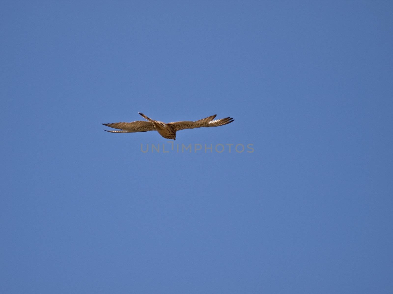 Lesser or Common Kestrel hovering in the sky in search of prey