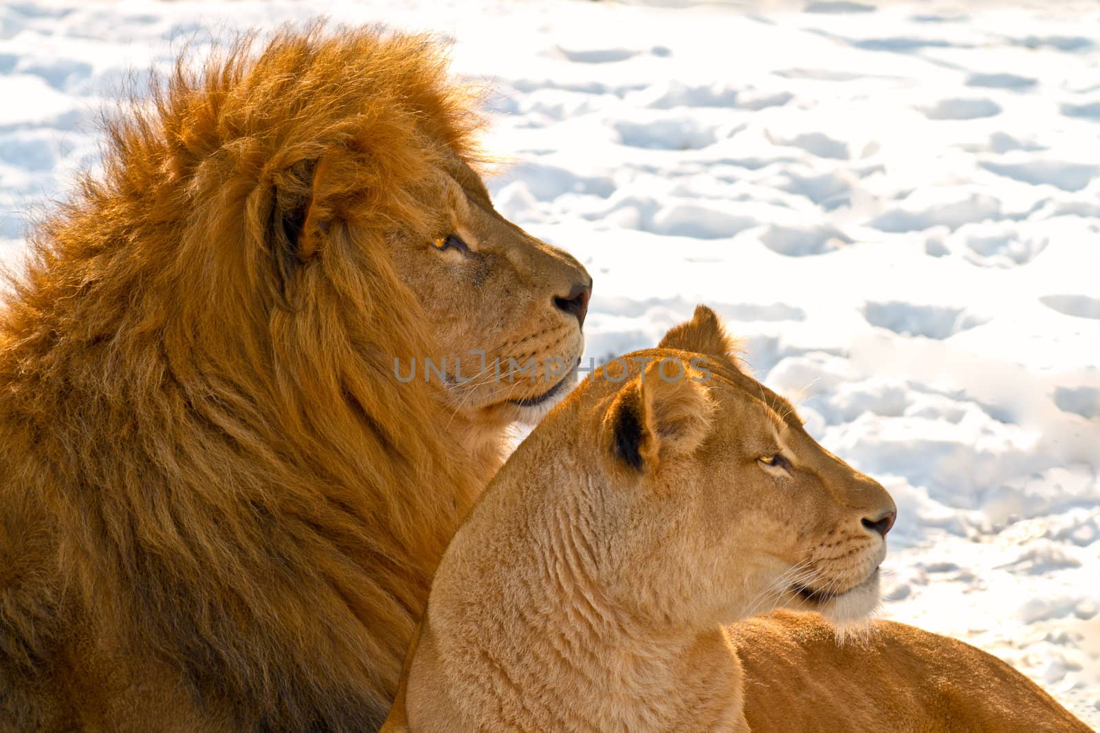 Lion couple lying in the snow by lavsen