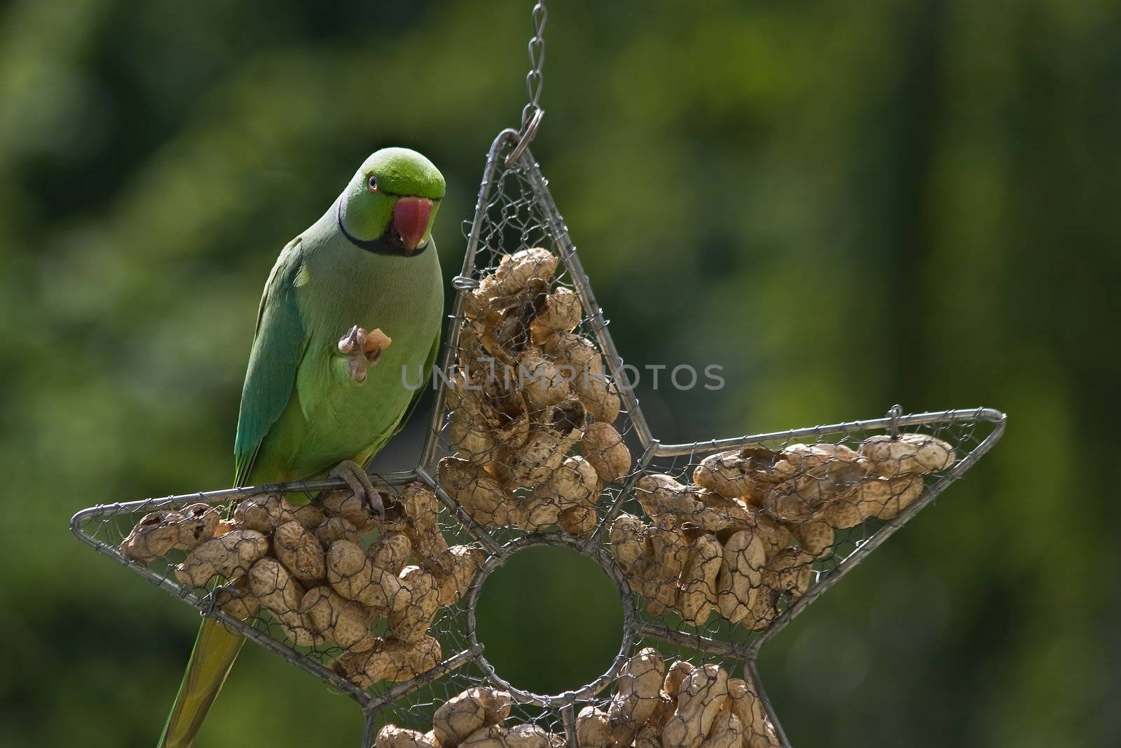 Ringnecked parakeet eating peanut by Colette