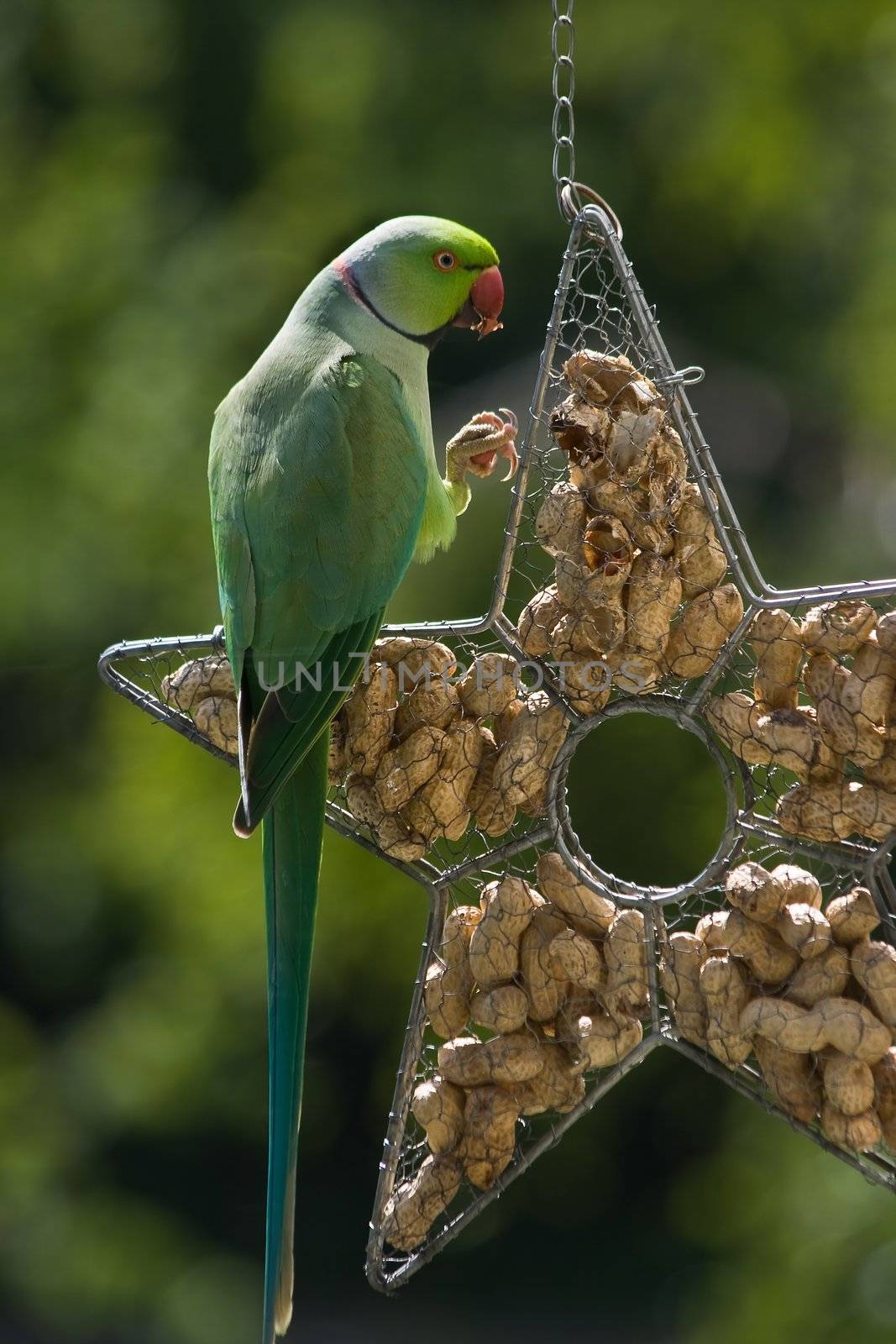 Rose-ringed parakeet or ringnecked parakeet eating peanut sitting on feeding hanger