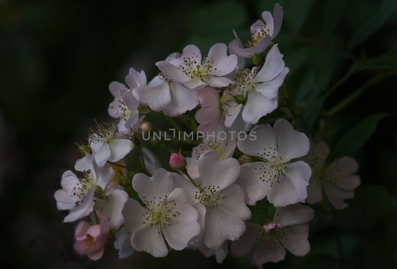 Tiny light pink roses in summer by Colette