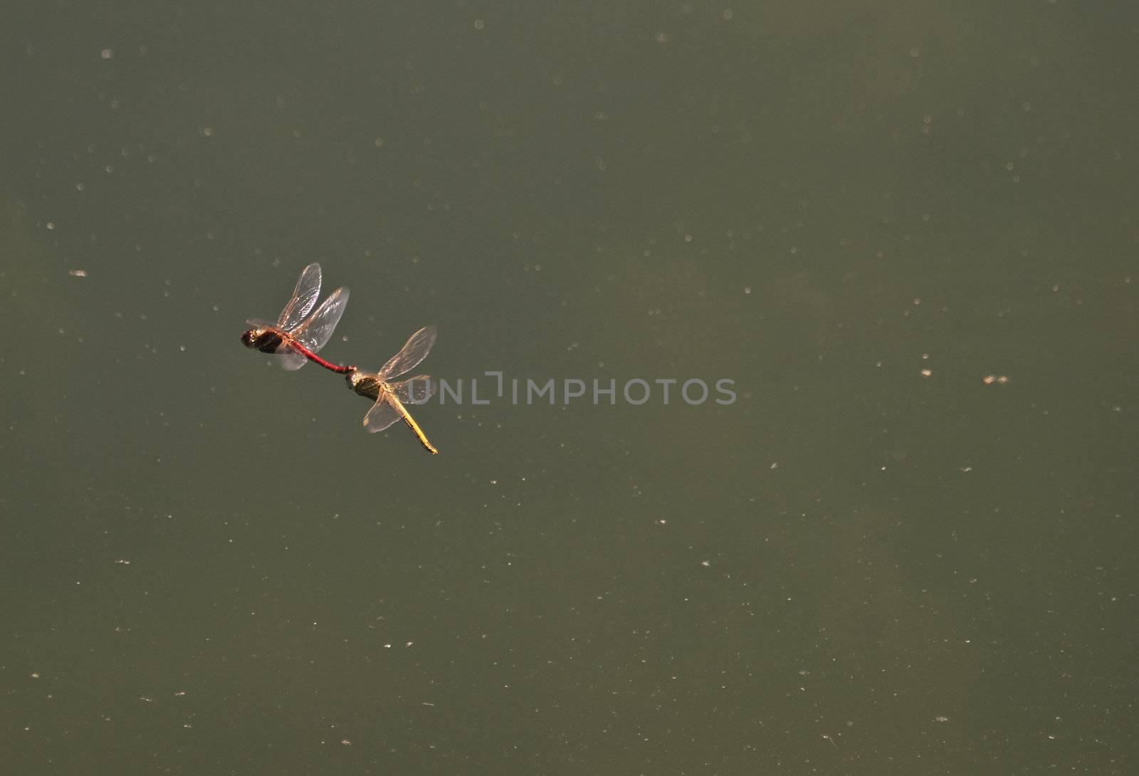 Male and female red darter dragonflies mating in flight