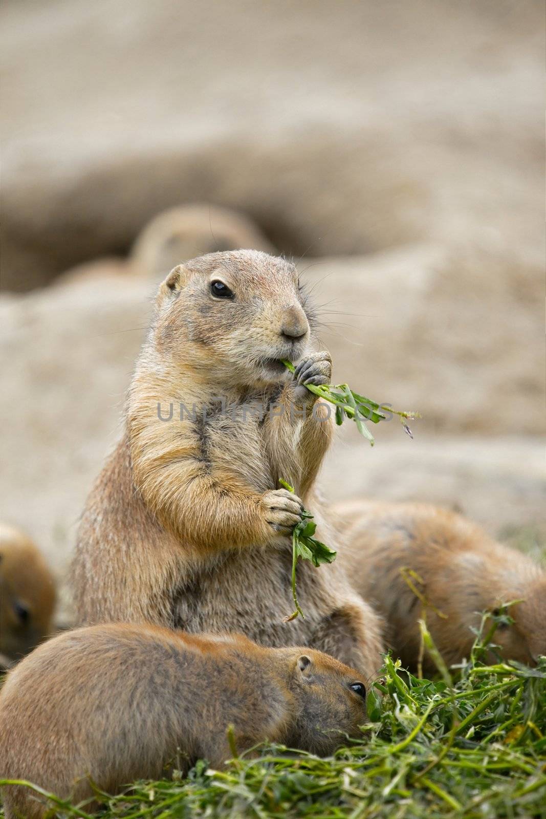 Black-tailed prairie dog eating