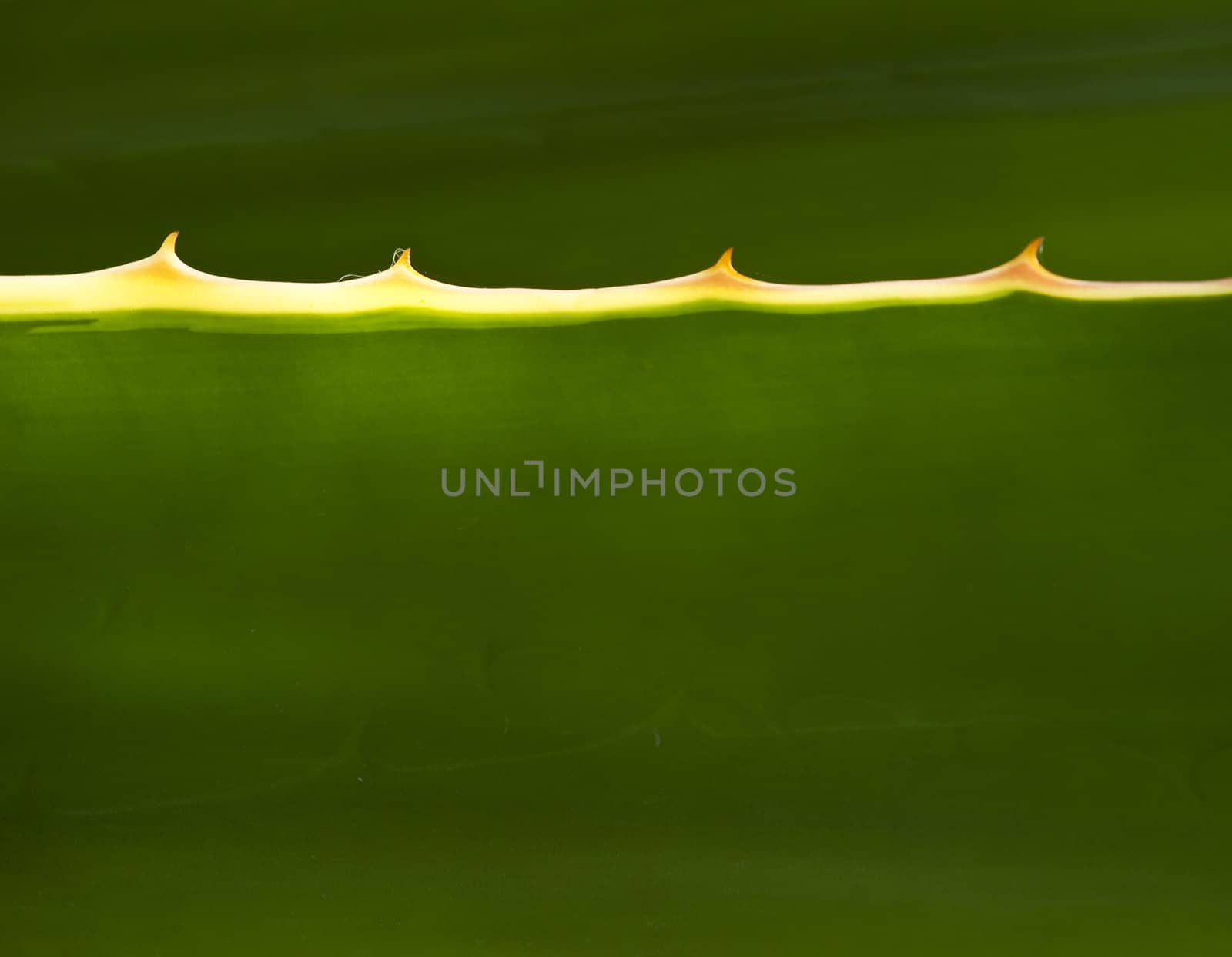 Abstract photo showing detail of aloe vera plant