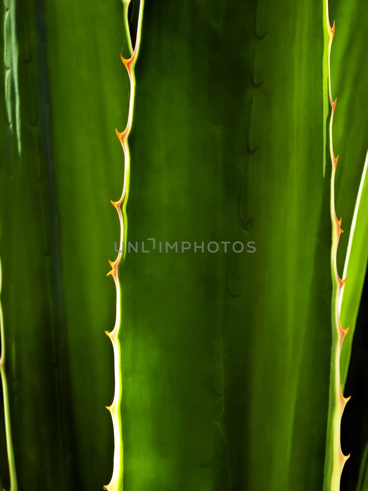 Detail and texture of a beautiful backlighted cactus or aloe leaf