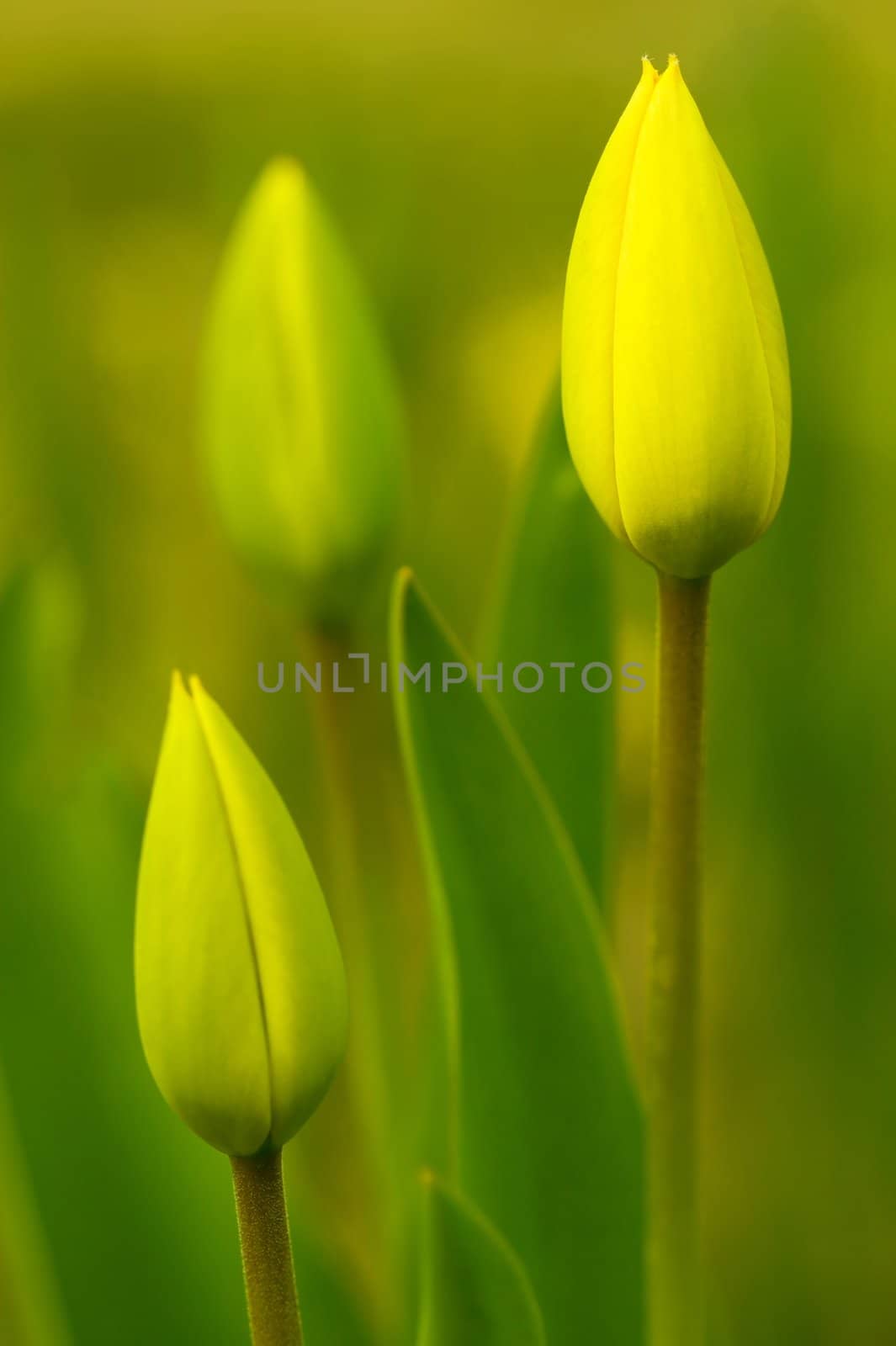 Unopened tulip flowers background